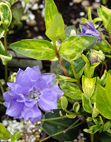 Vinca minor 'Moonlit'